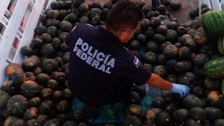 Detiene Policía Federal a conductor que transportaba más de 200 kilos de marihuana entre frutas