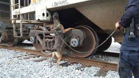 Localizan binomios caninos 40 kilogramos de marihuana ocultos en un tren de carga