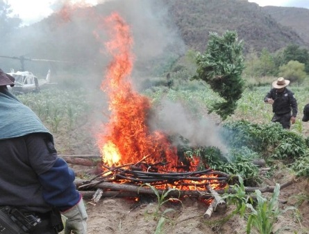 Destruyen plantío de cerca de tres mil metros cuadrados de marihuana en Totolapan, Oaxaca