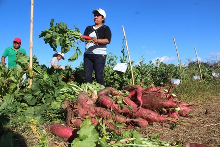 Listos los ejemplares que darán vida a la tradicional “Noche de Rábanos 2016”