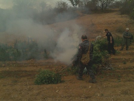 Destruye PGR Oaxaca cinco plantíos de marihuana en Lachigalla, Oaxaca