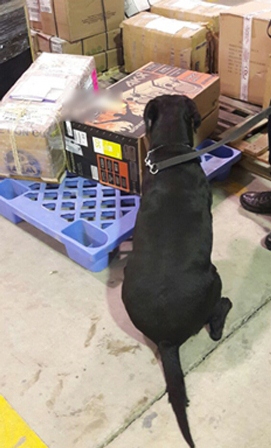 Con apoyo de binomios caninos, aseguran droga sintética oculta en equipos de sonido