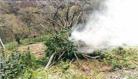 Destruyen ocho plantíos de marihuana en Jalisco y uno de amapola en Chihuahua