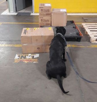 Detecta binomio canino de la Policía Federal casi tonelada y media de marihuana en Coahuila