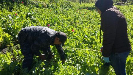 Destruye e incinera PGR Oaxaca plantío de casi siete mil metros cuadrados de marihuana