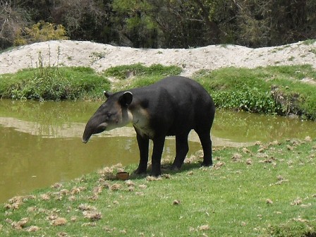 Piden proteger al tapir e implementar programas de reproducción de esta especie