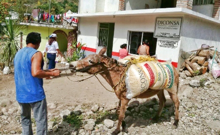 Con carretillas, mulas y burros lleva Diconsa alimento a Xopilapa