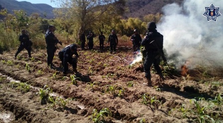 Destruyen e incineran dos plantíos de marihuana en Santa María Zoquitlán, Oaxaca