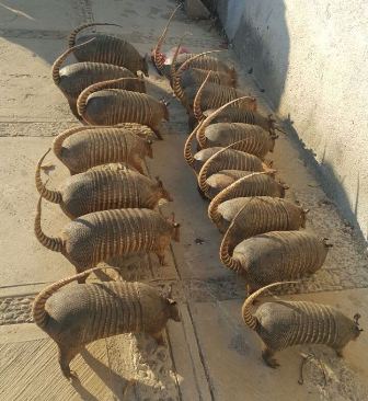 Interceptan a dos personas que transportaban un cocodrilo vivo y 17 armadillos disecados