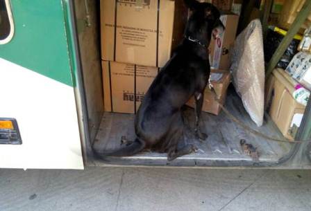 En Sinaloa, binomios caninos de la Policía Federal detectan droga en paquete de mensajería