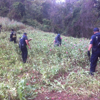 Destruyen fuerzas federales dos plantíos con más de 190 toneladas de amapola, en Oaxaca