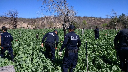 Destruye cinco Policía Federal plantíos de amapola en Chihuahua
