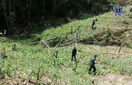 En Santo Domingo Tepuxtepec