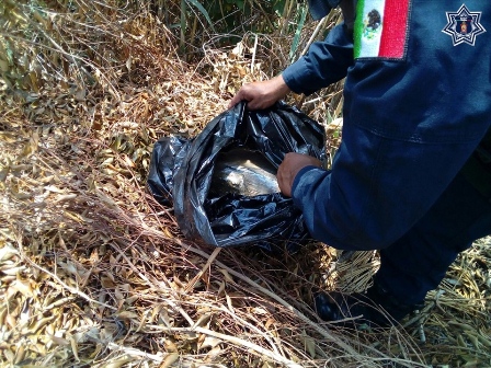 Localiza Policía Estatal cuatro kilogramos de marihuana en Zaachila, Oaxaca