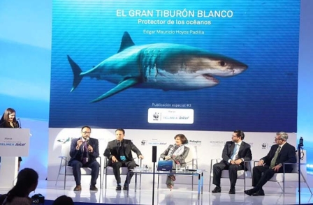 México, el mejor lugar del mundo para avistamiento del gran tiburón blanco: Isla Guadalupe