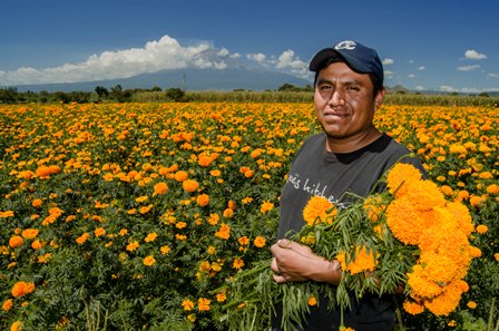 Garantiza SAGARPA abasto de flor de cempasúchil en conmemoración del “Día de Muertos”