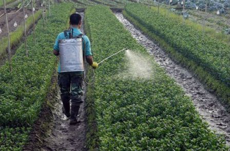 Solicitan senadores informes sobre la comercialización y uso de plaguicidas en el país