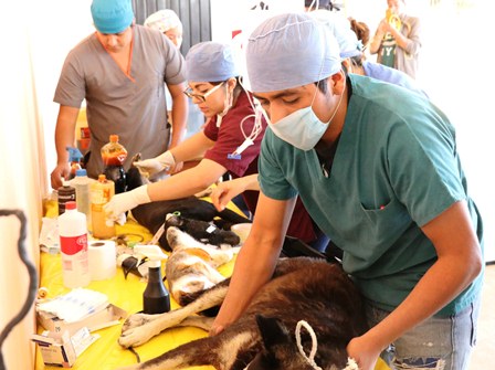 Realizan campaña de esterilización gratuita de perros y gatos en Xoxocotlán