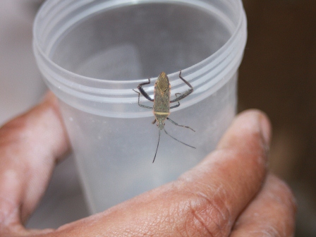 Registran 67 casos de enfermedad de Chagas