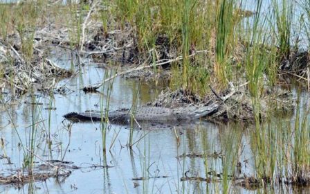 Activa CEPCO búsqueda de niño atrapado por un cocodrilo en la Costa de Oaxaca