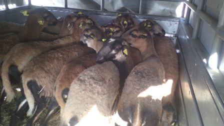 Detiene Policía Estatal a ladrones de ganado y aves en Matatlán, Oaxaca