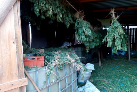 Catean inmueble que servía como secadero de marihuana en Ejutla, Oaxaca
