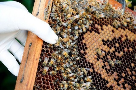 Por tercer año consecutivo, se consolida exportación de miel de Oaxaca