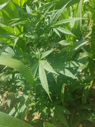 Aseguran más de cuatro mil plantas de marihuana en bodega habilitada como invernadero