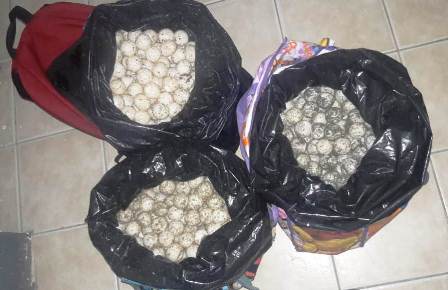 Detienen en la región de la Costa a una mujer que transportaba mil 500 huevos de tortuga