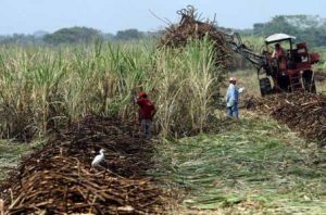 Oaxaca entre los principales productores