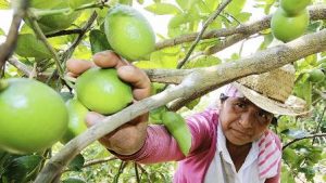 Tercer productor a nivel nacional