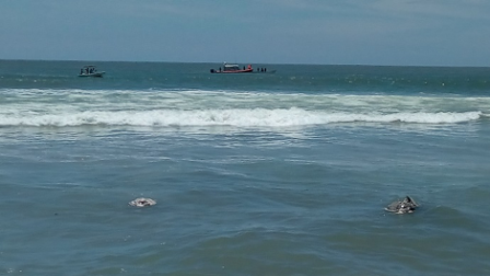 Atiende Conapesca caso de muerte de tortugas marinas en la Barra de Colotepec