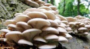 Es común que en temporada de lluvias la gente acuda a los cerros o bosques a recolectar hongos.