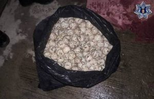 En una bolsa de nylon fueron localizados 800 huevos de tortuga.