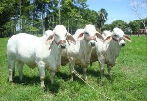 Potencializa la Sagarpa