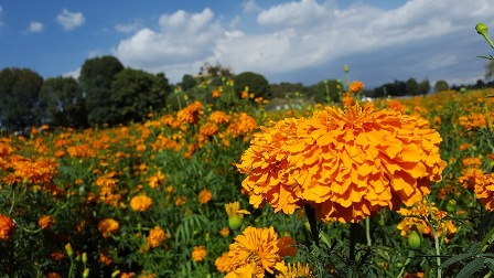 Flor de cempasúchil, icono y tributo en Días de Muertos