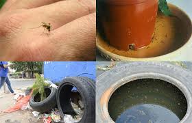 Lluvia y calor, ambientes propicios para el dengue y paludismo: IMSS