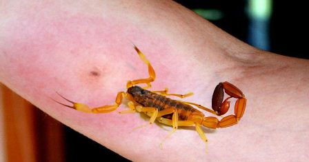 Temporada de calor, propicia para picaduras de alacranes y otros vectores: IMSS