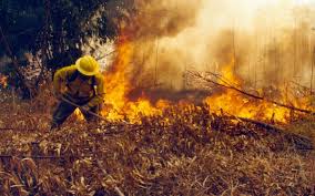 Oaxaca primer lugar nacional en incendios forestales con 48 mil hectáreas