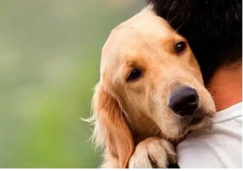 Esto hay que hacer si envenenan a tu mascota