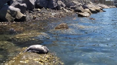Exigen que Grupo México pague por el derrame de ácido sulfúrico en las Playas de Sonora