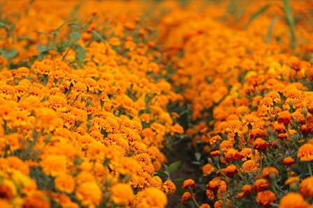 Oaxaca entre los 10 estados de mayor producción de flor de cempasúchil