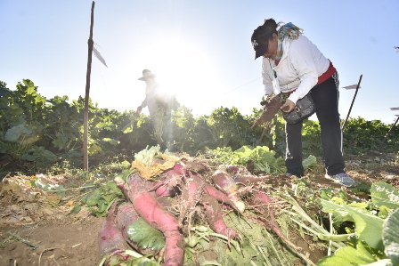 Realizan la tradicional cosecha para la Noche de Rábanos