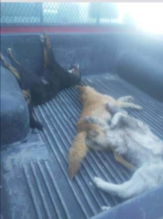 Denuncian a autoridades municipales por matanza de perros en Mixistlán de la Reforma, Oaxaca