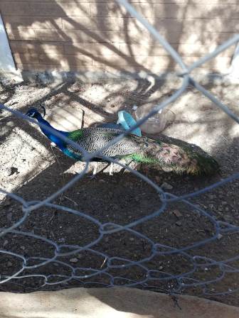 Aseguran vehículos con reporte de robo, armas y animales exóticos al catear domicilio en Tlalixtac