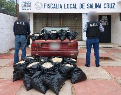 Aseguran 24 mil huevos de tortuga en Santo Domingo Tehuantepec, Oaxaca