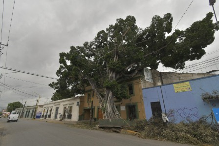 Dictamina Ayuntamiento de Oaxaca derribo de Laurel de la India para evitar riesgos a la población