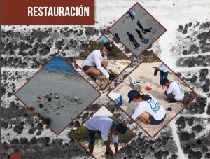 Estudiantes de la UNAM reforestan dunas en Sisal, Yucatán;