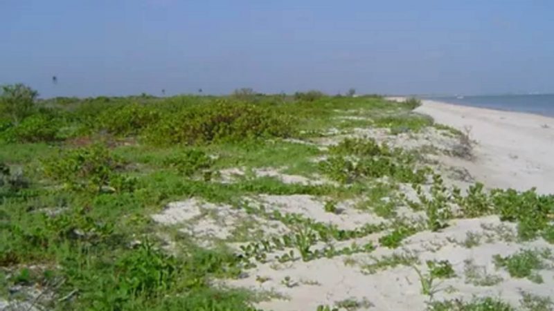 UNIVERSITARIOS DE LA UNAM RECUPERAN DUNAS EN SISAL, YUCATÁN