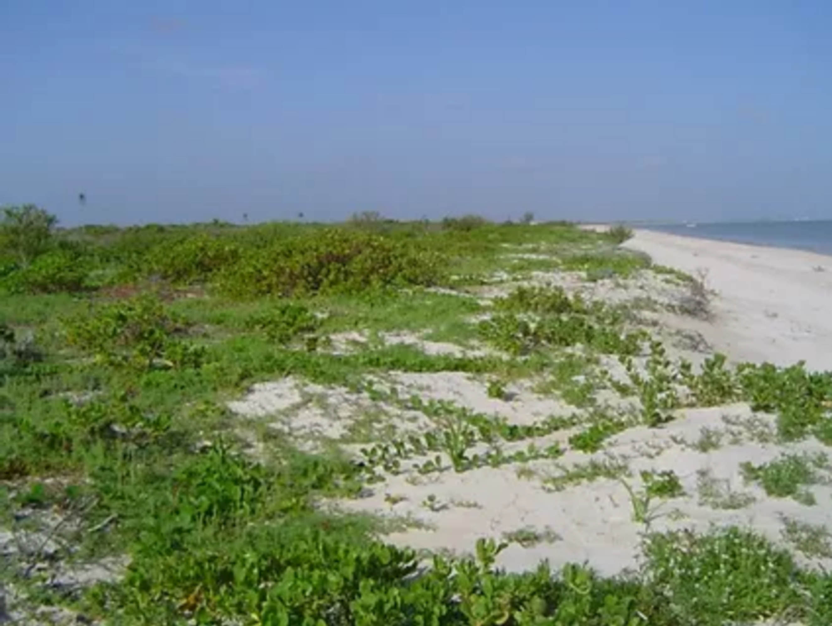 UNIVERSITARIOS DE LA UNAM RECUPERAN DUNAS EN SISAL, YUCATÁN